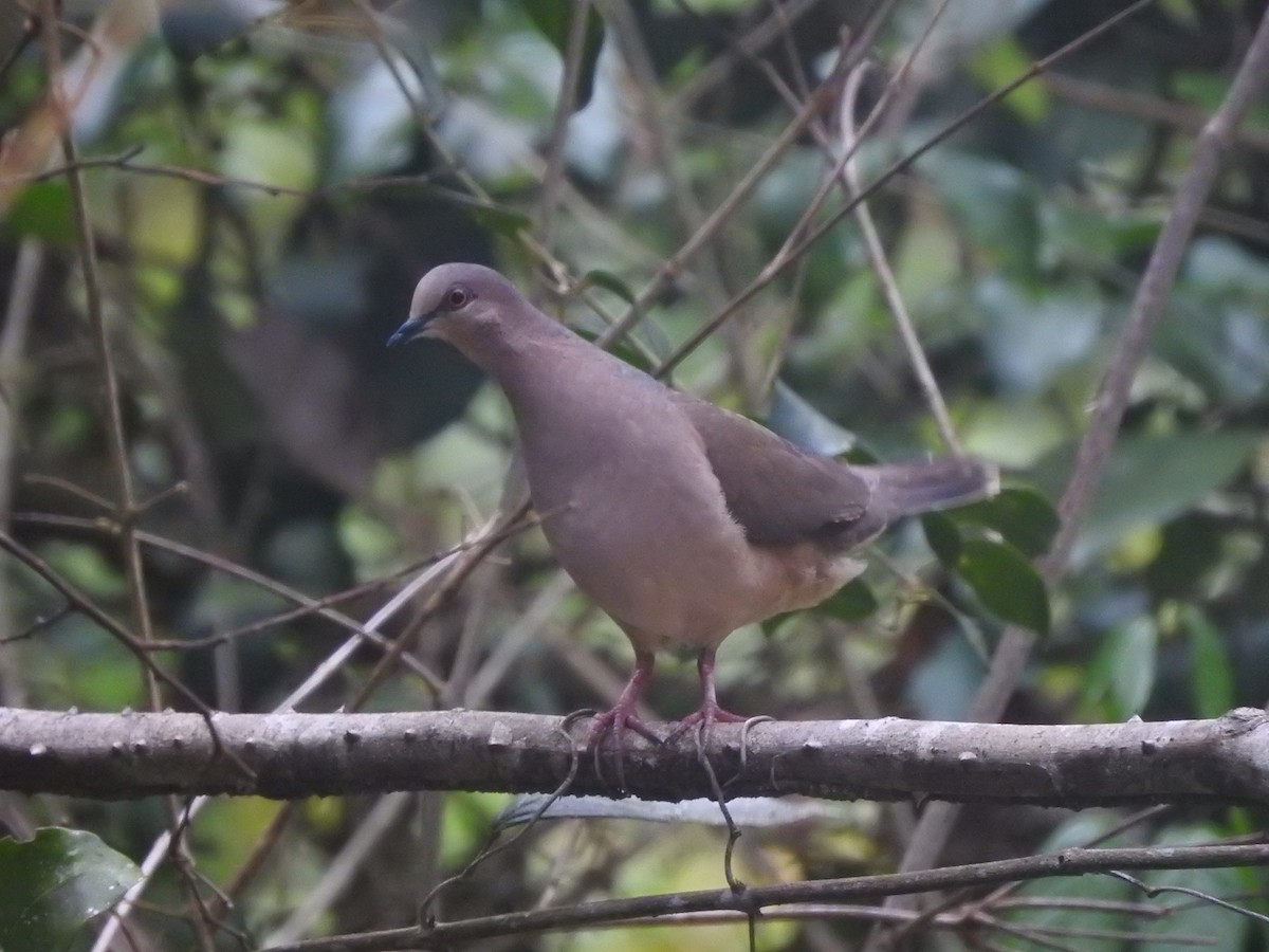 gråpannedue - ML643875375