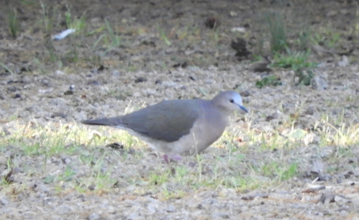 gråpannedue - ML643875385