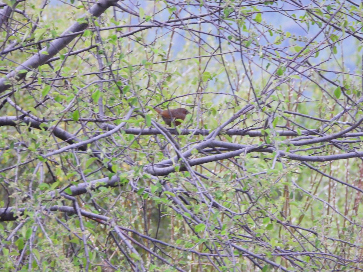 Streaked Laughingthrush - ML643875393