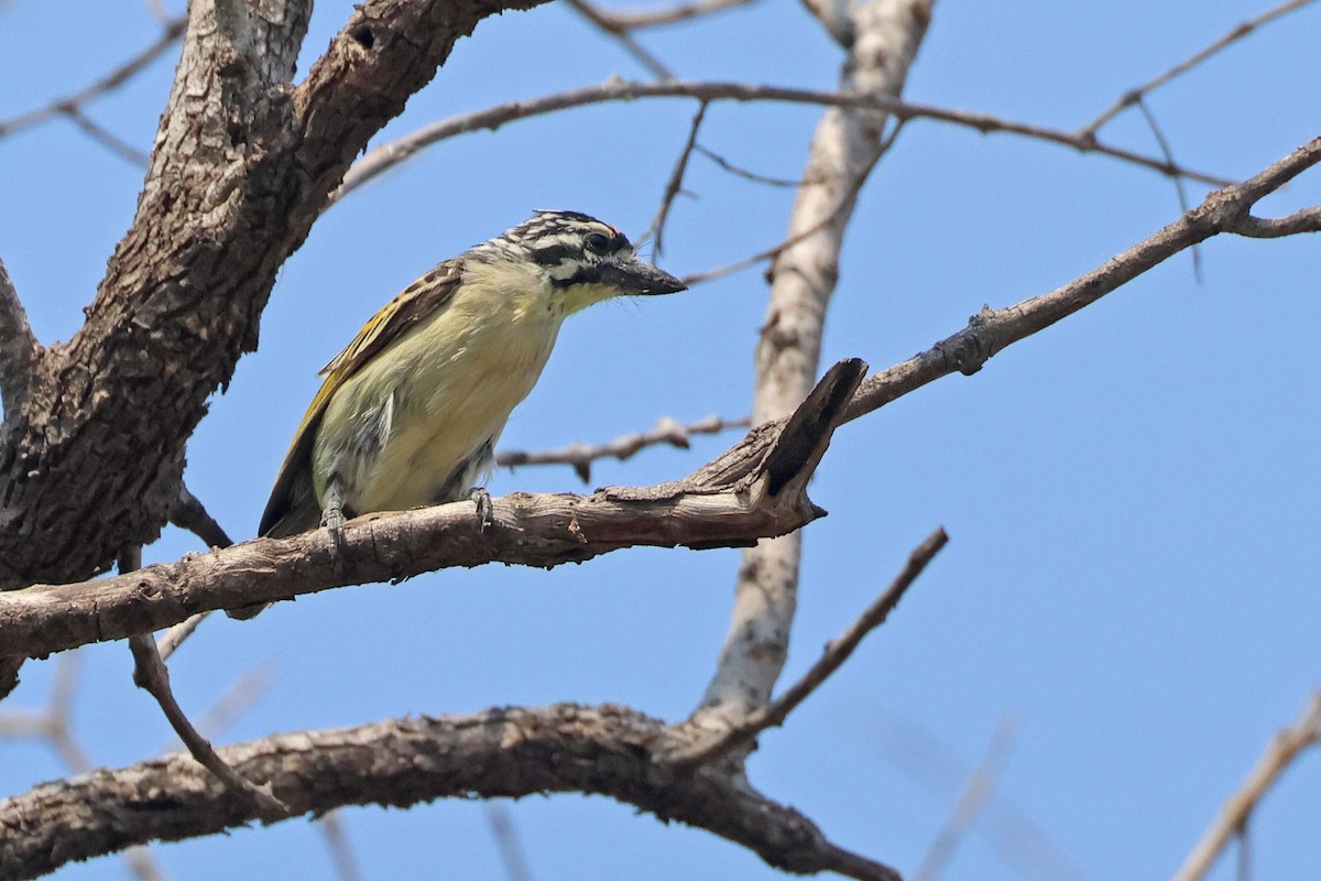 Sarı Alınlı Cüce Barbet - ML643875395