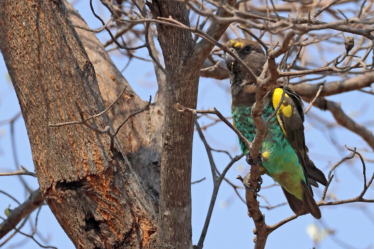 gulissepapegøye - ML643875399