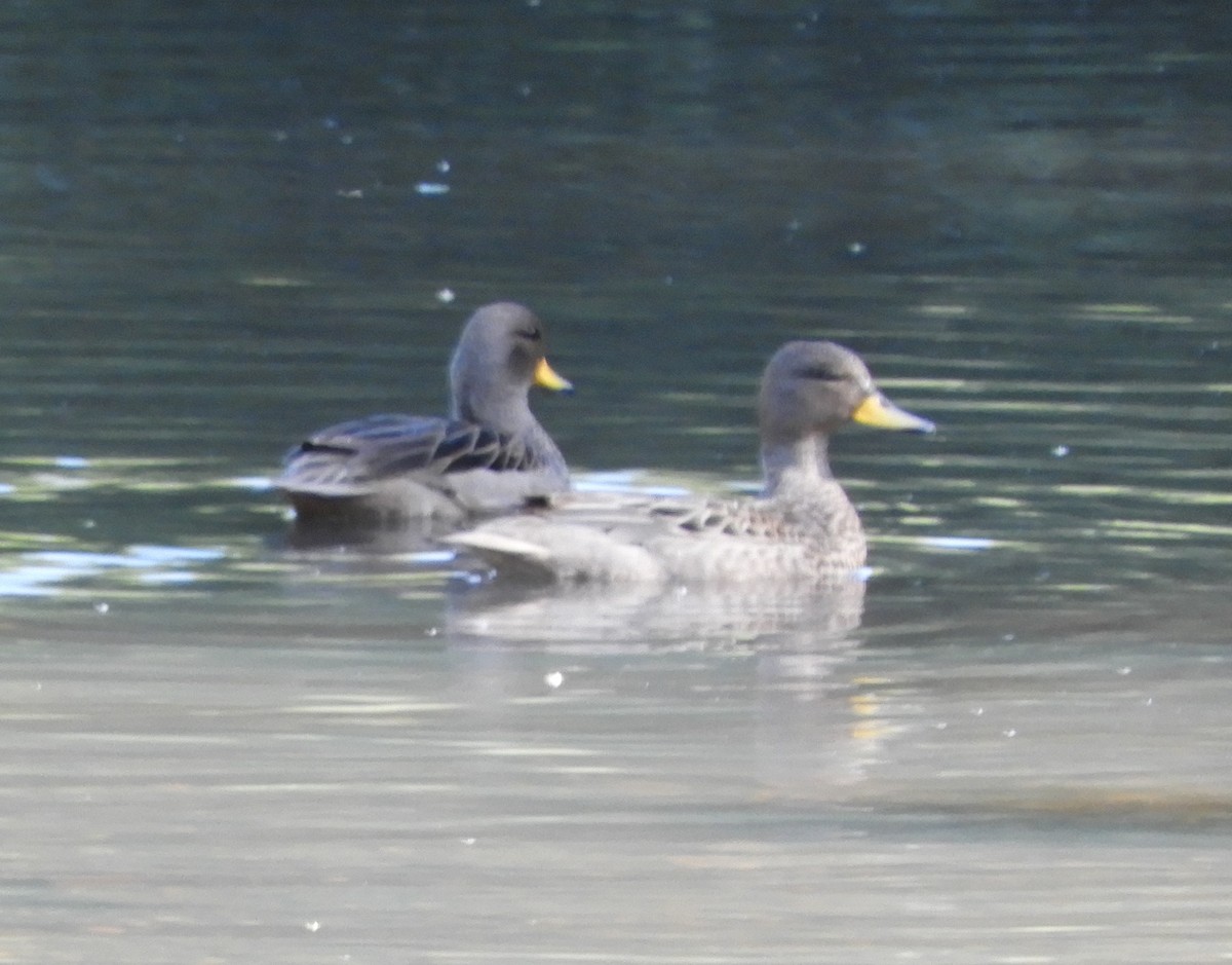 Yellow-billed Teal - ML643875400