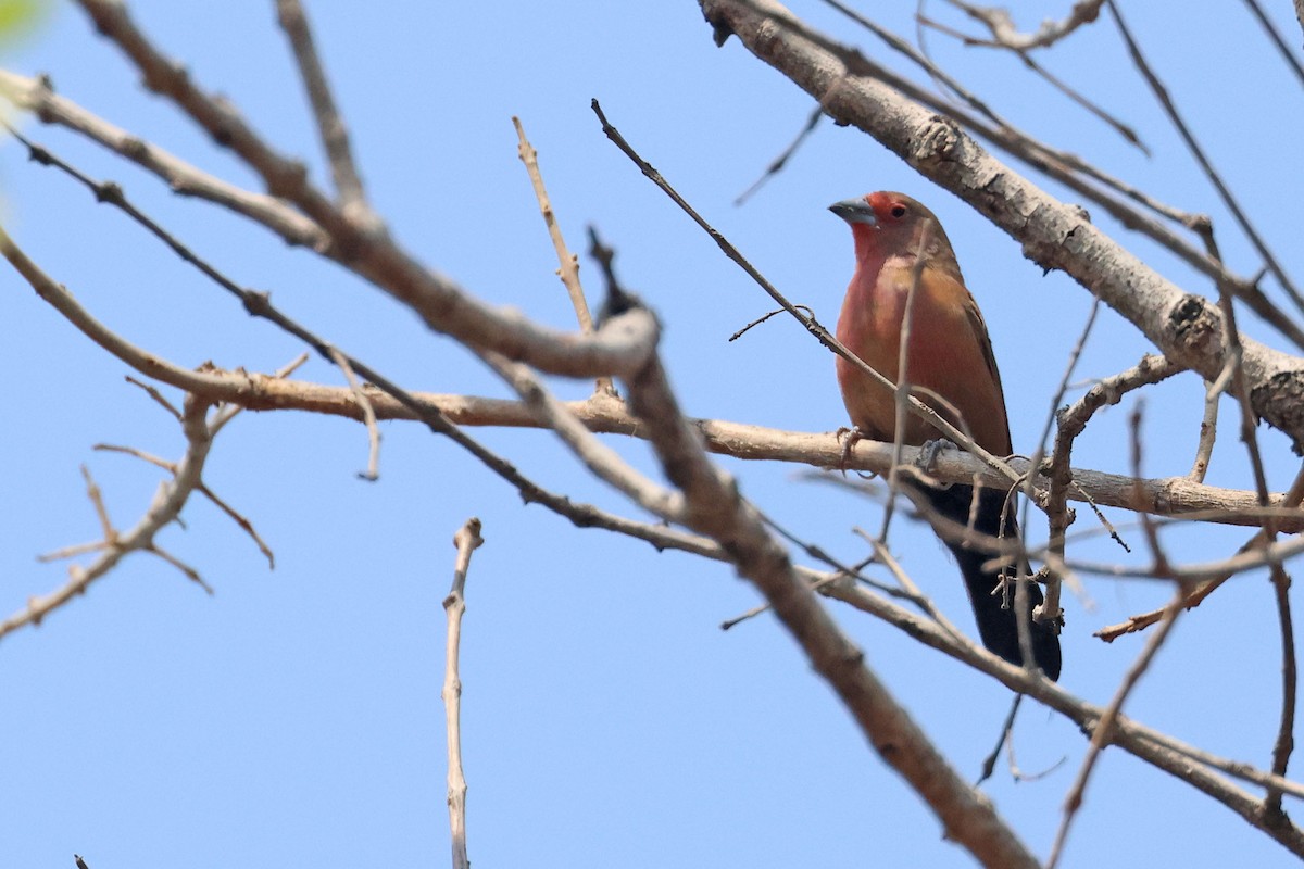 Rosenamarant - ML643875418