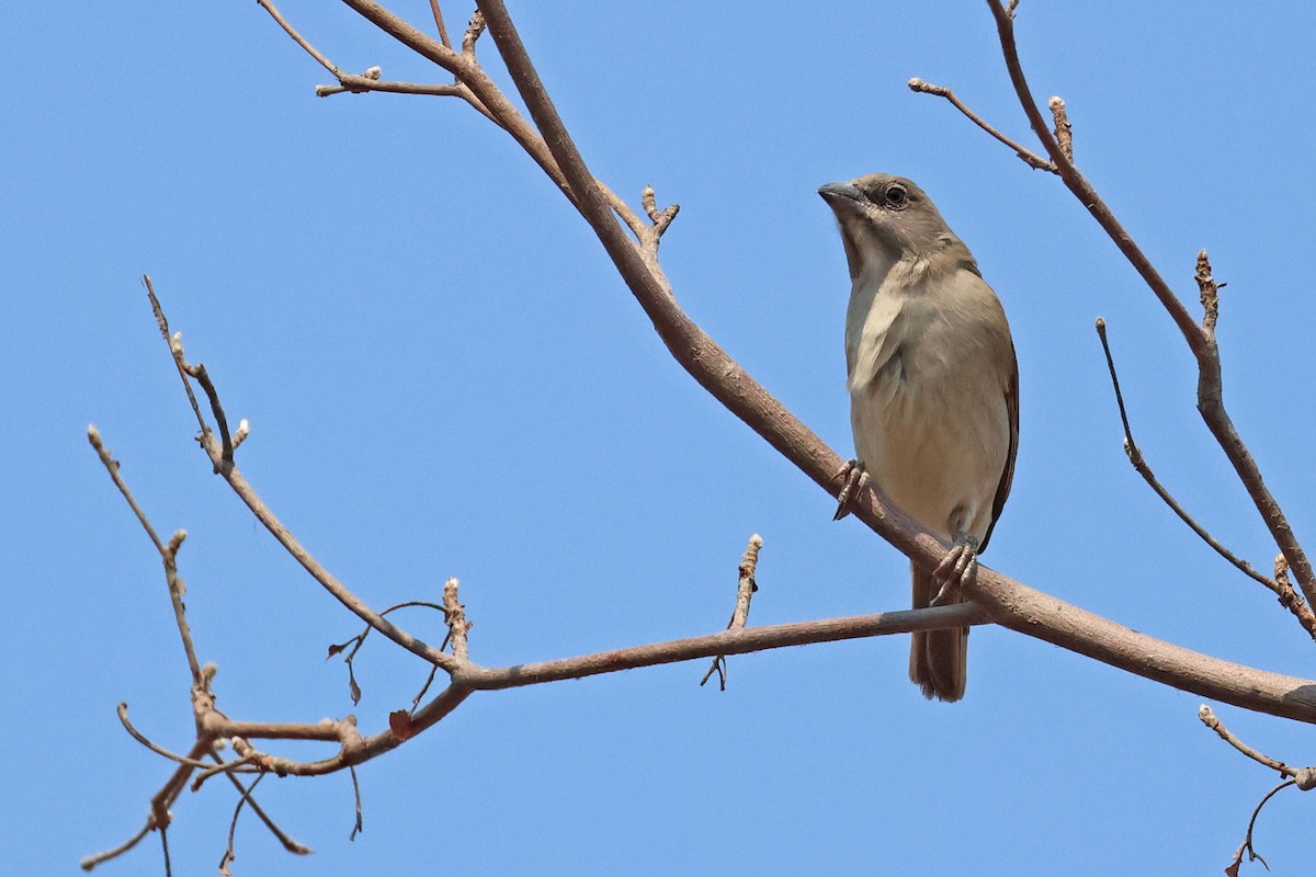 Northern Gray-headed Sparrow - ML643875422