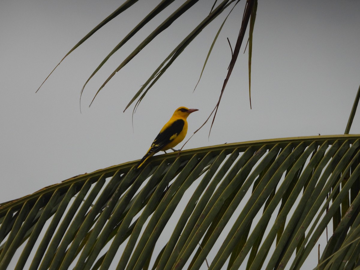 Indian Golden Oriole - ML643875435