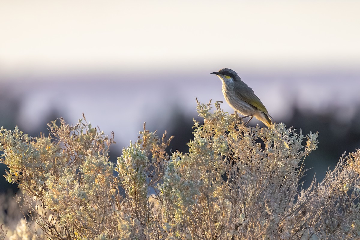 Singing Honeyeater - ML643875441