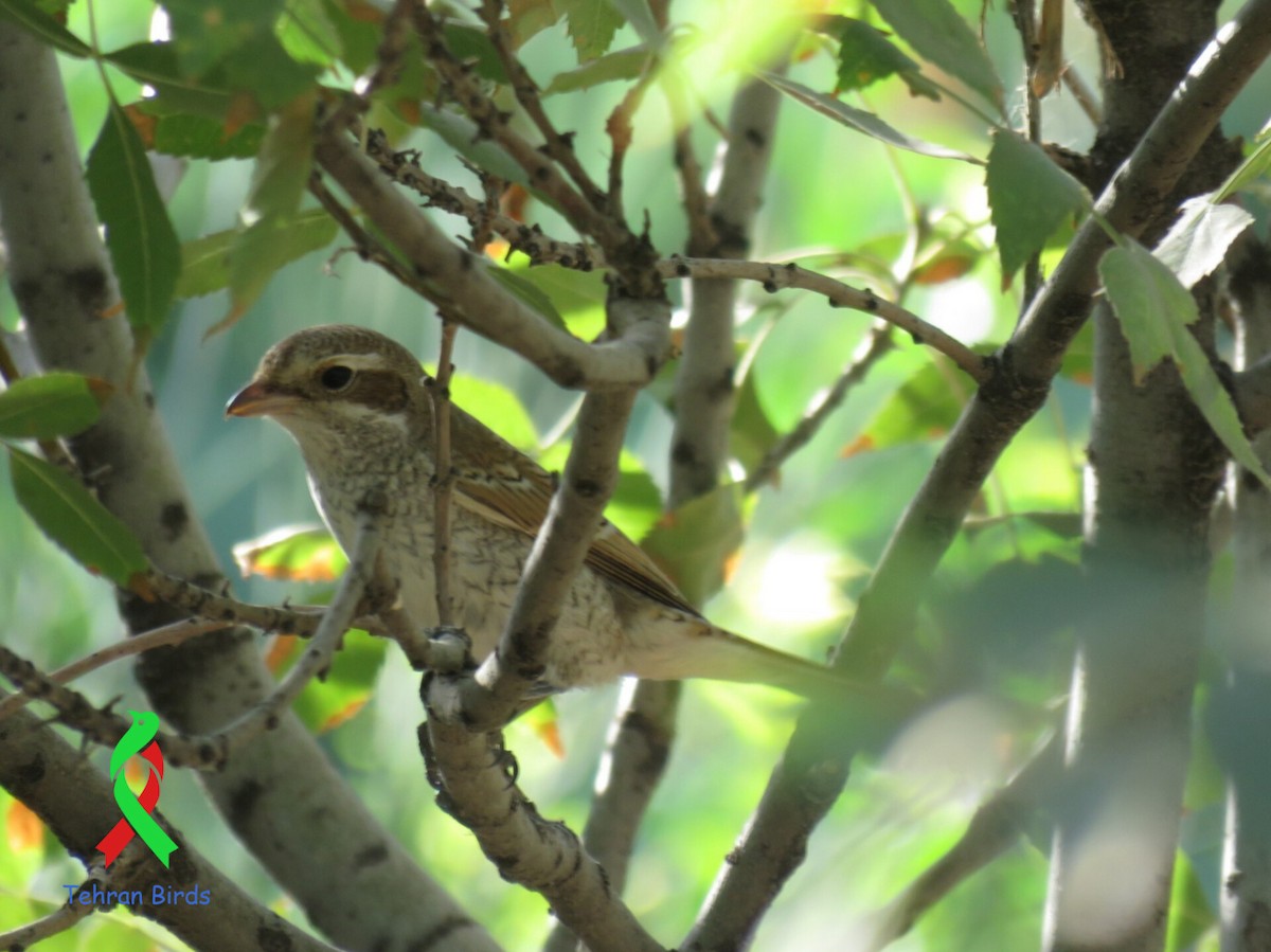 Woodchat Shrike - ML643875445
