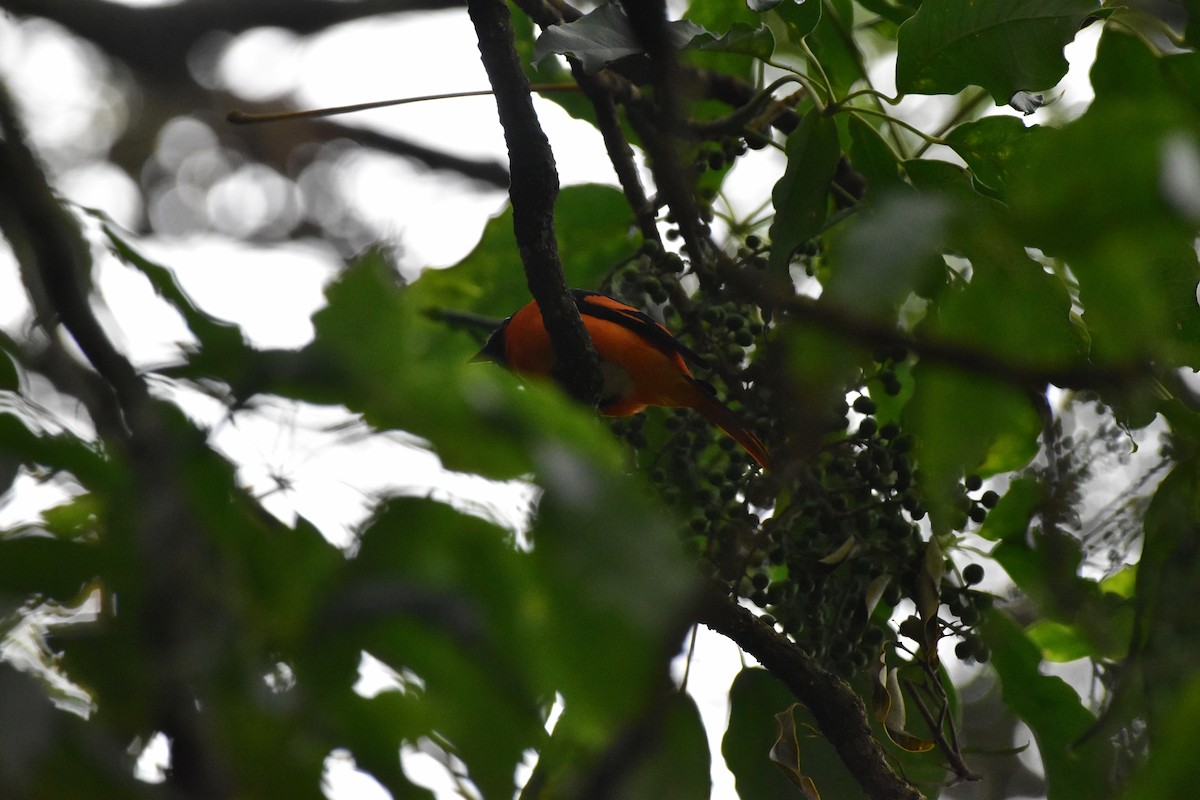 Orange Minivet - ML643875447