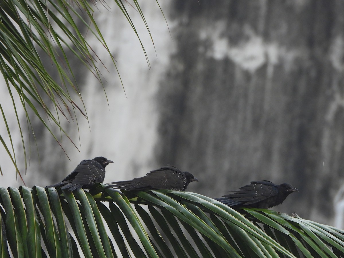 Asian Koel - ML643875457