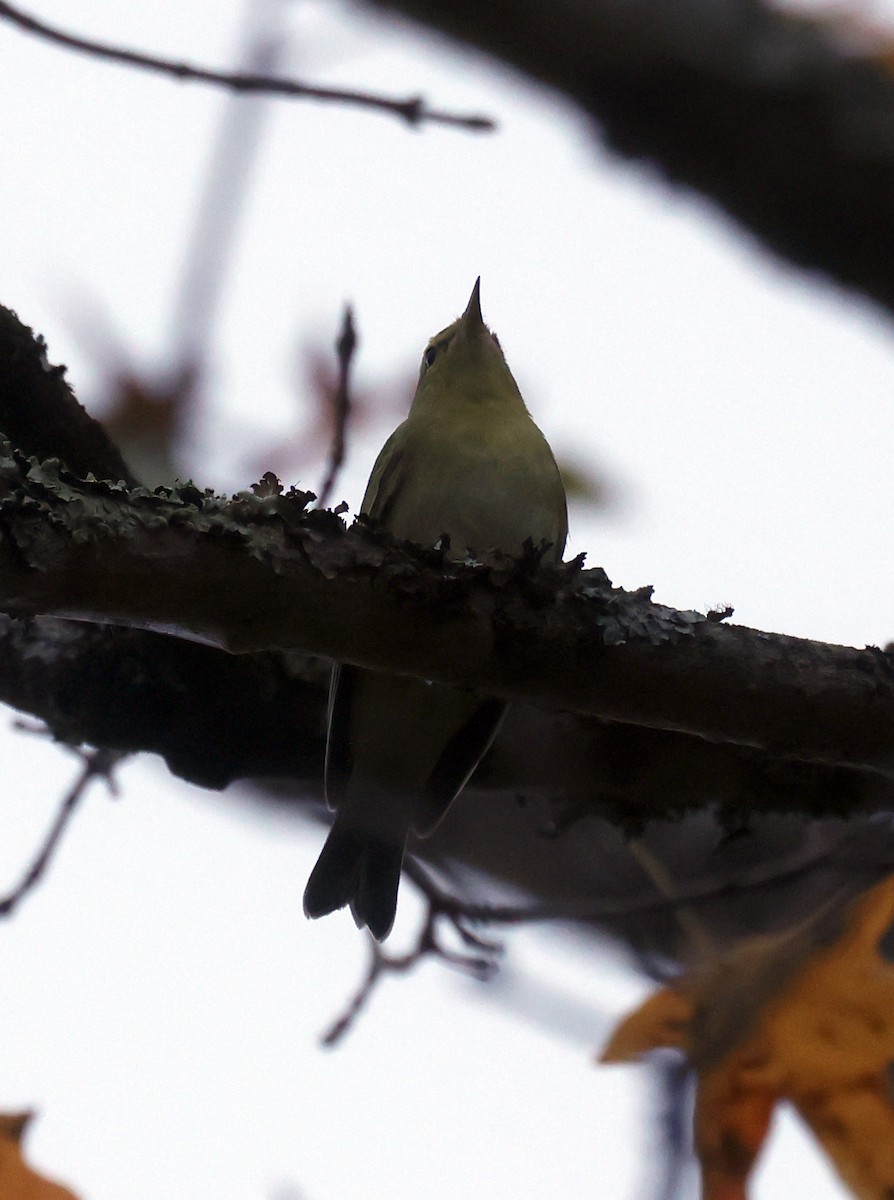 Tennessee Warbler - ML643875486