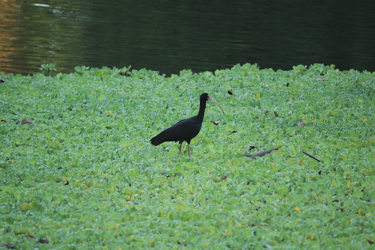 Ibis Afeitado - ML643875499