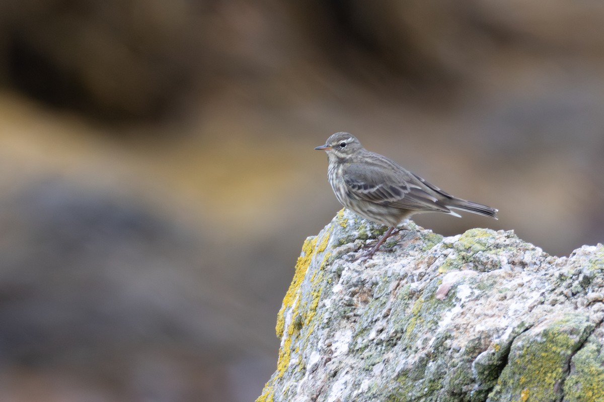 Rock Pipit - ML643875504