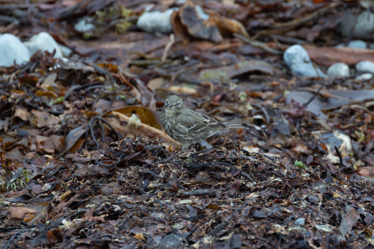 Rock Pipit - ML643875505