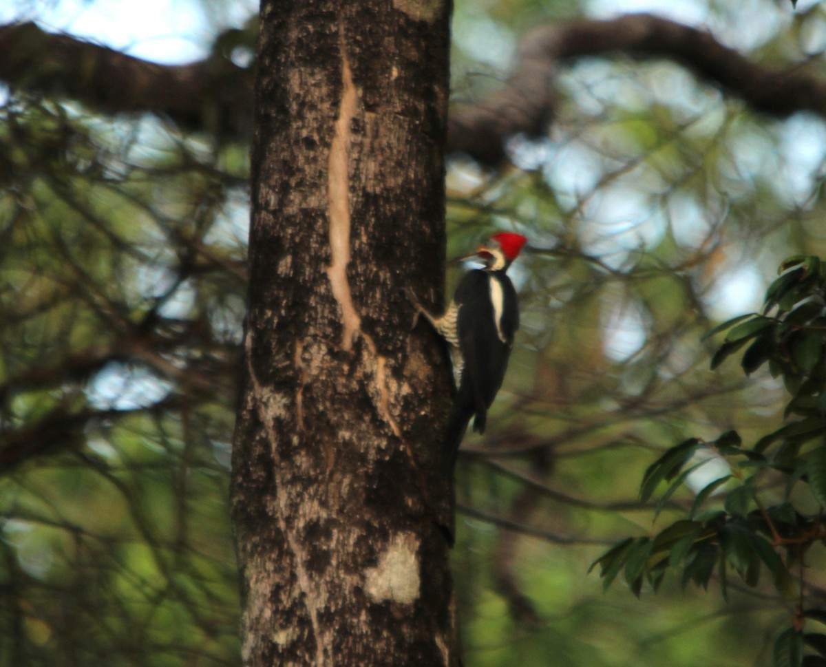 Lineated Woodpecker - ML643875526