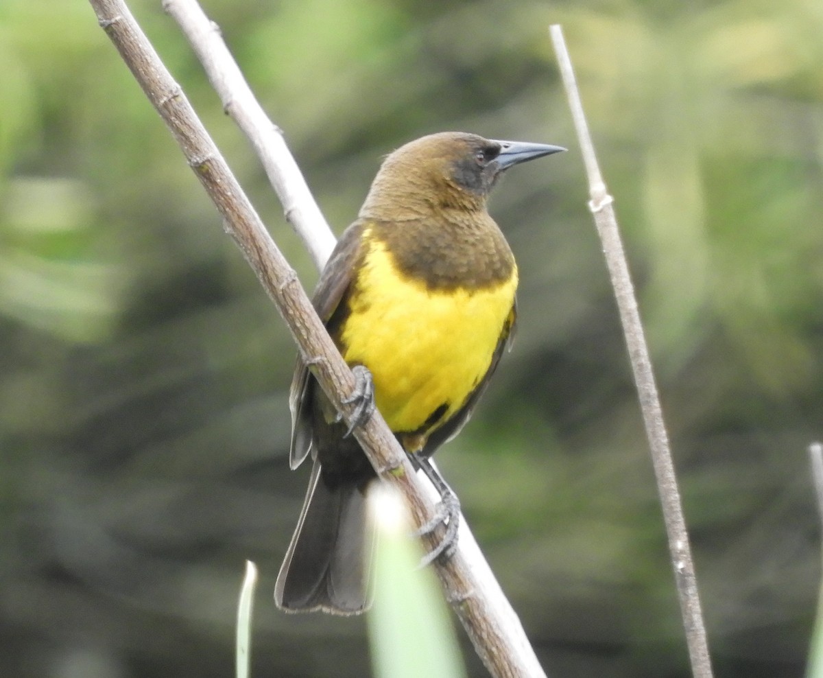 brungumptrupial - ML643875539