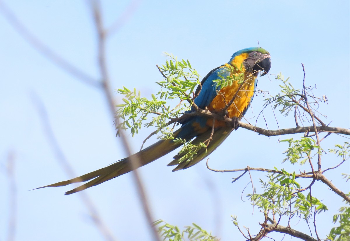Blue-and-yellow Macaw - ML643875547
