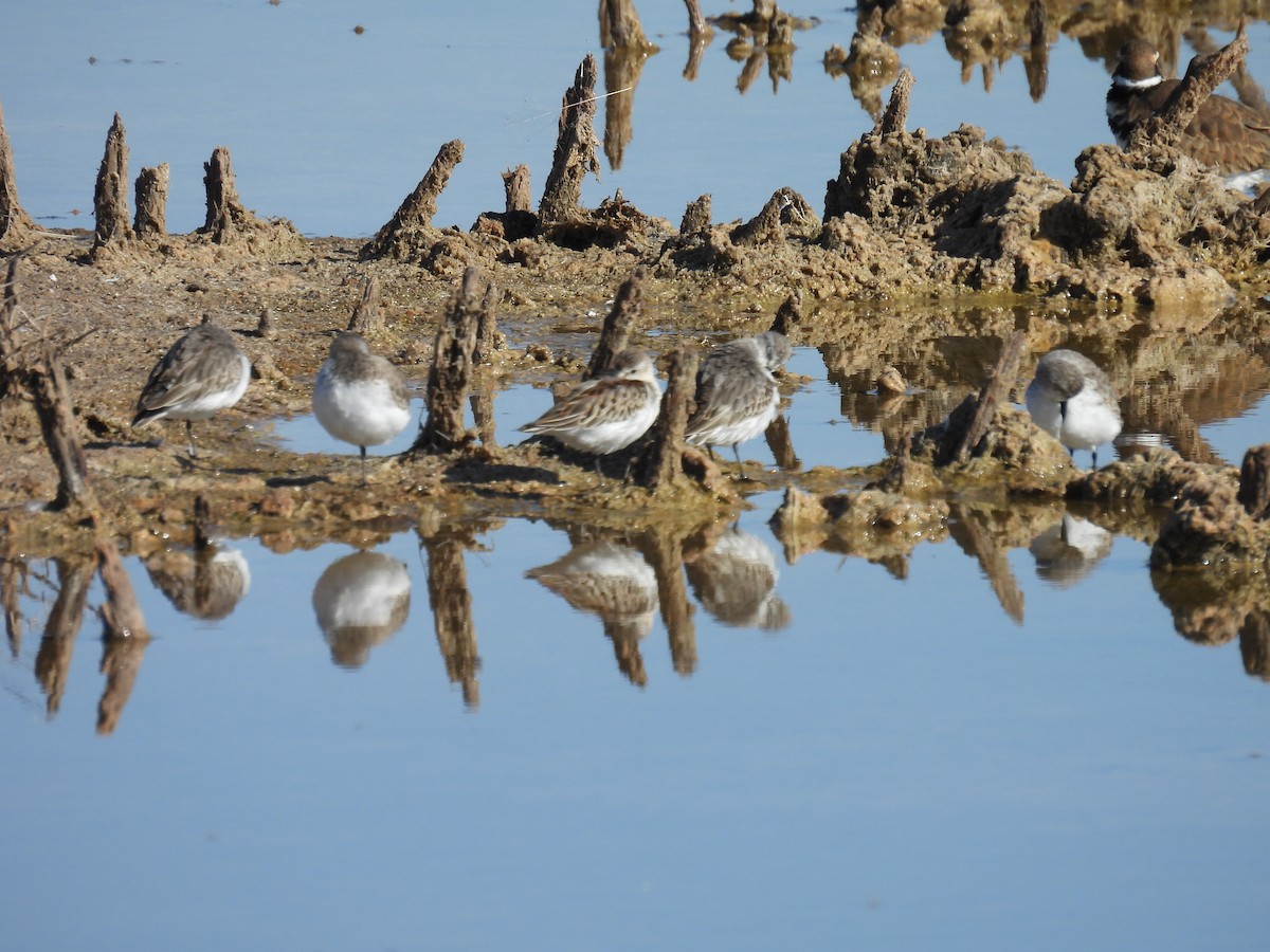Western Sandpiper - ML643875577