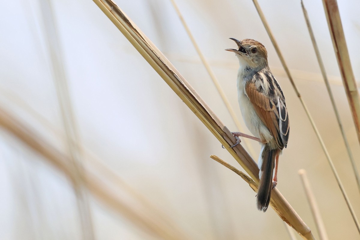 Luapula Cisticola - ML643875585