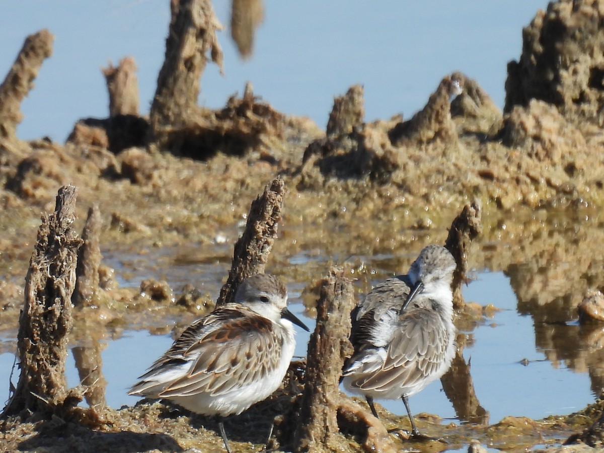 Western Sandpiper - ML643875586