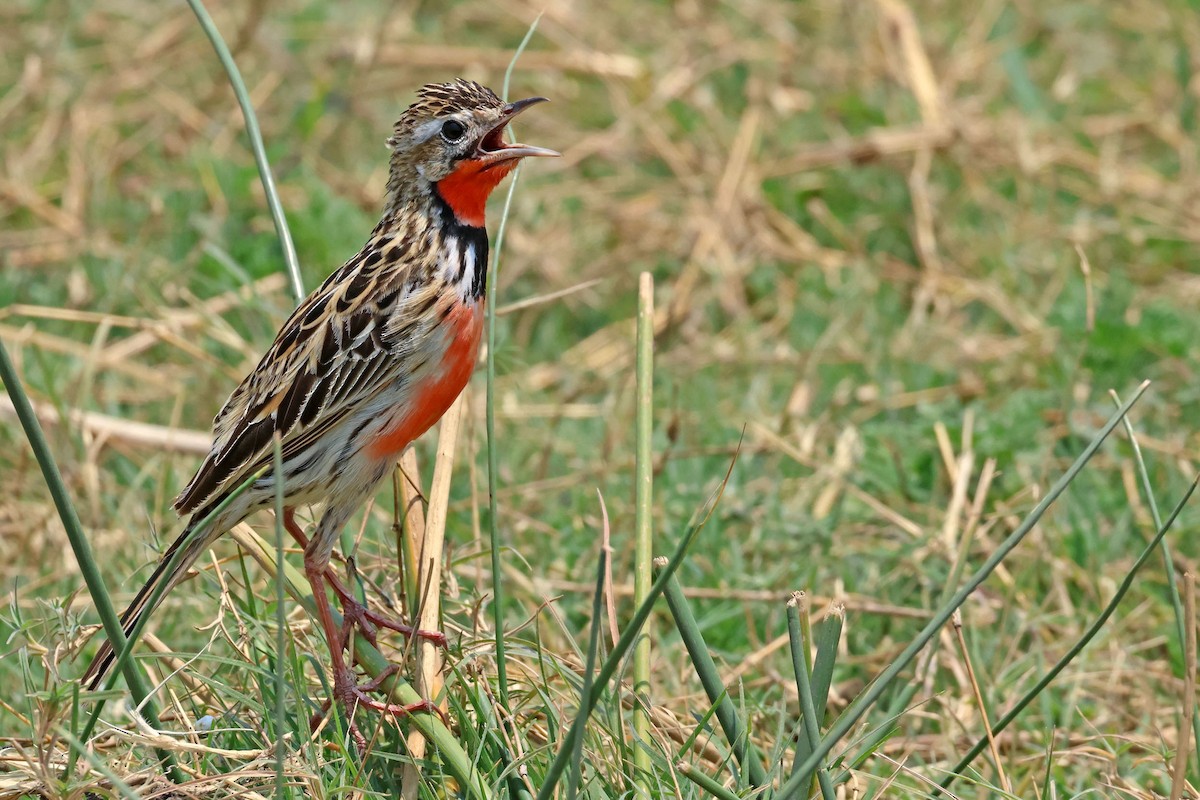 Rosy-throated Longclaw - ML643875600