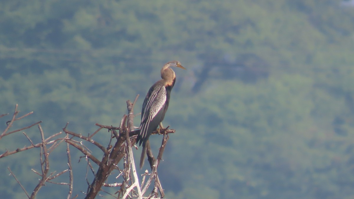 Oriental Darter - ML643875608
