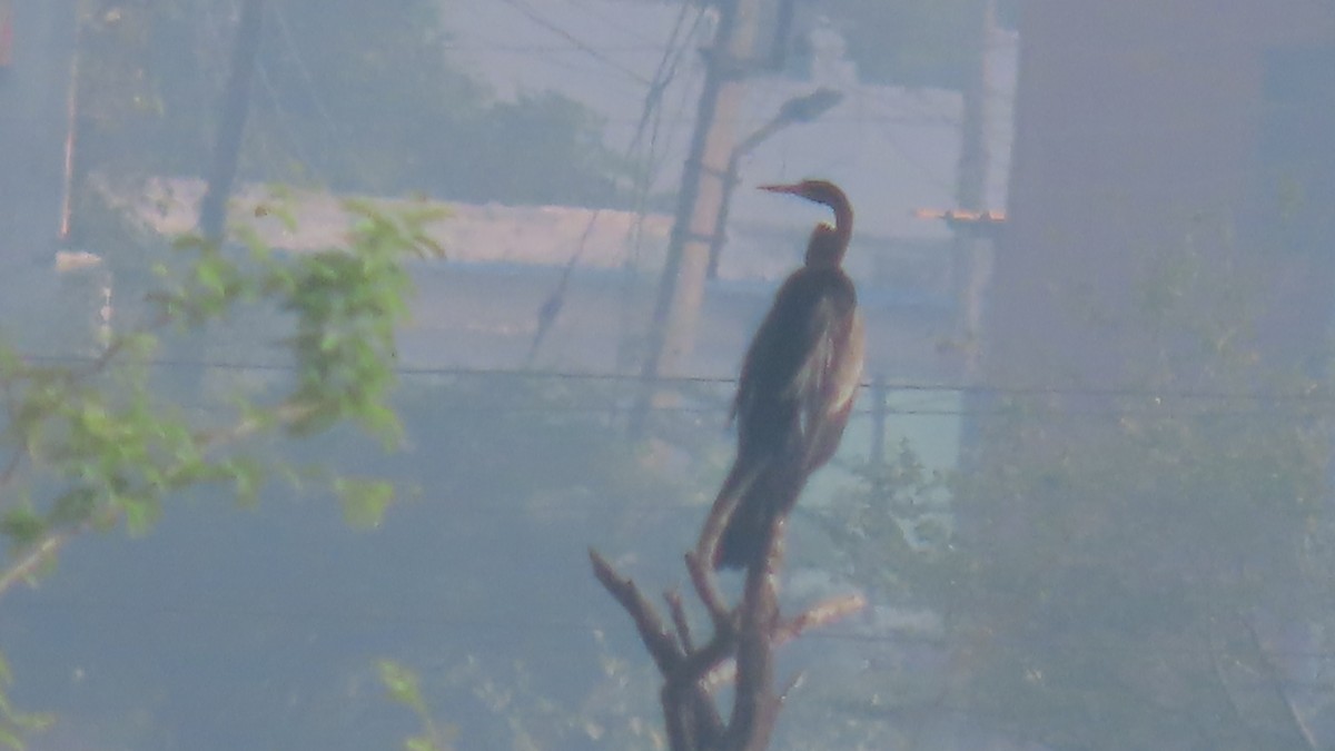 Oriental Darter - ML643875609
