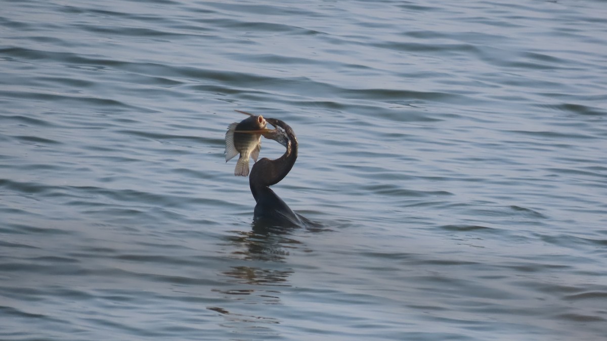 Oriental Darter - ML643875610