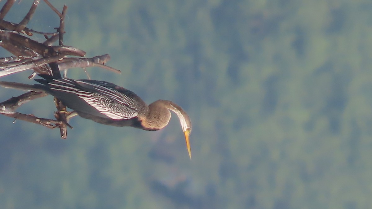 Oriental Darter - ML643875611