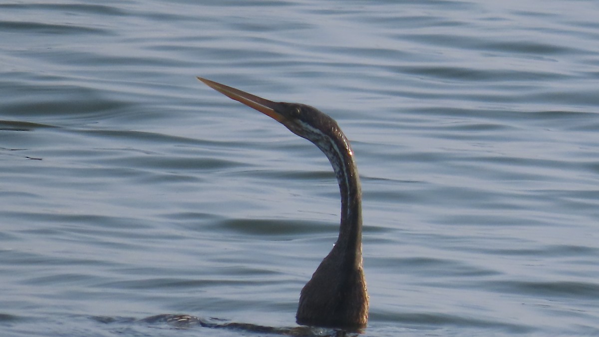 Oriental Darter - ML643875612