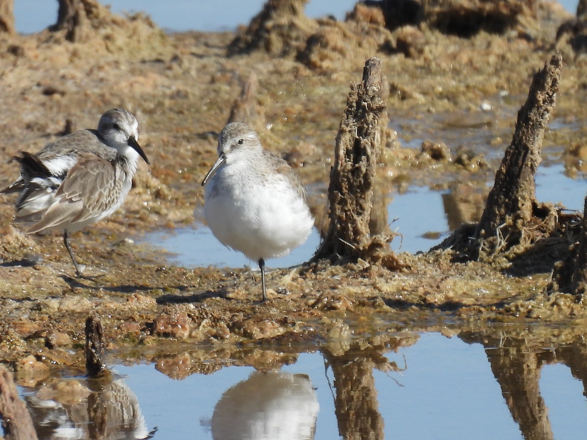 Western Sandpiper - ML643875617