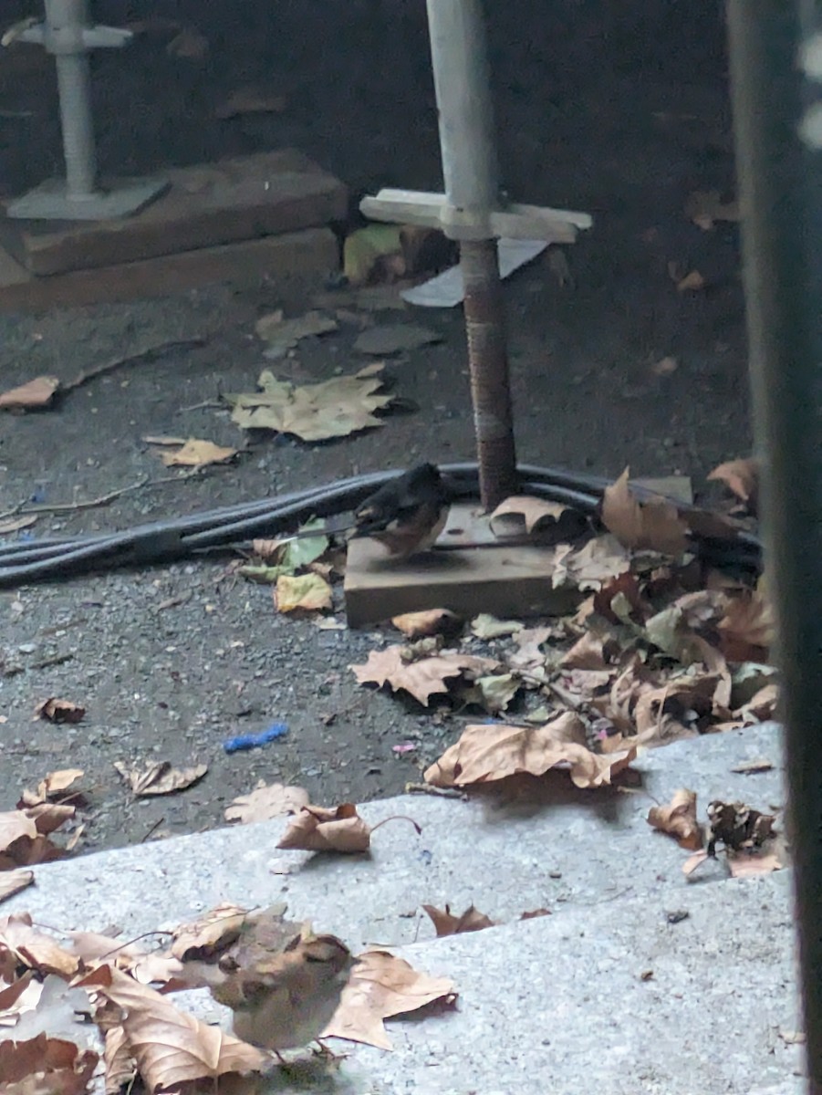 Eastern Towhee - ML643875633