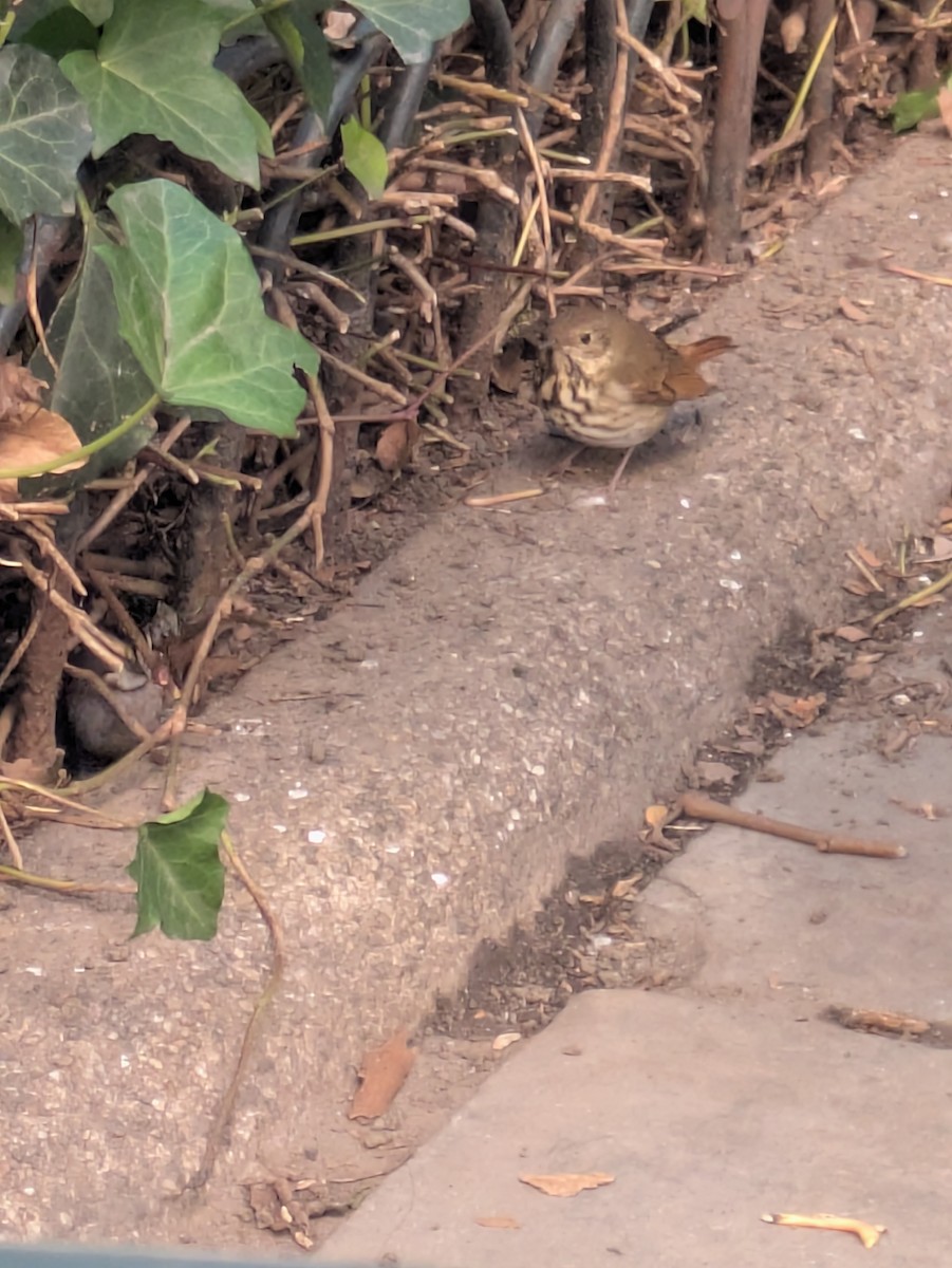 Hermit Thrush - ML643875635