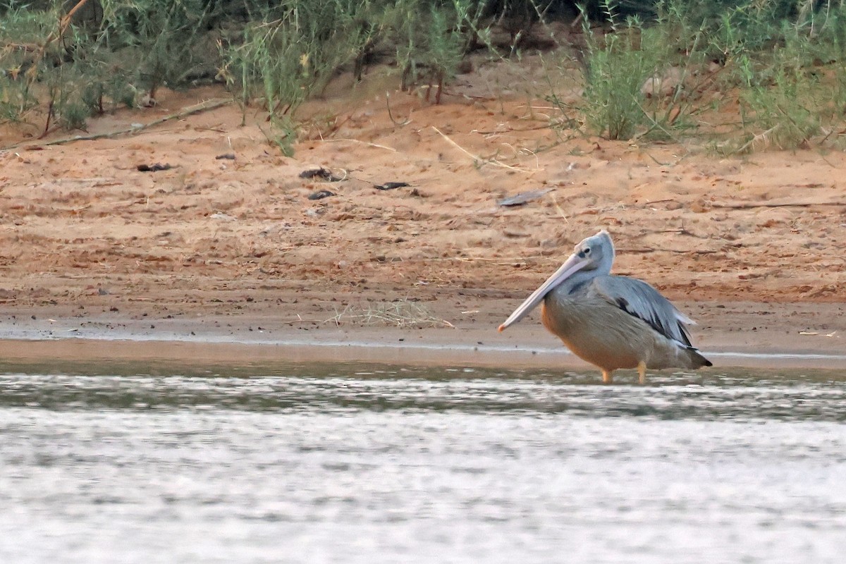 Pink-backed Pelican - ML643875638