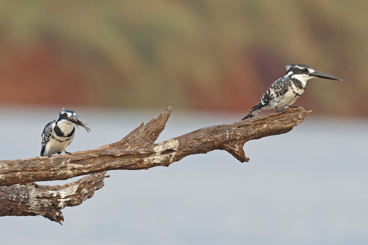 Pied Kingfisher - ML643875642