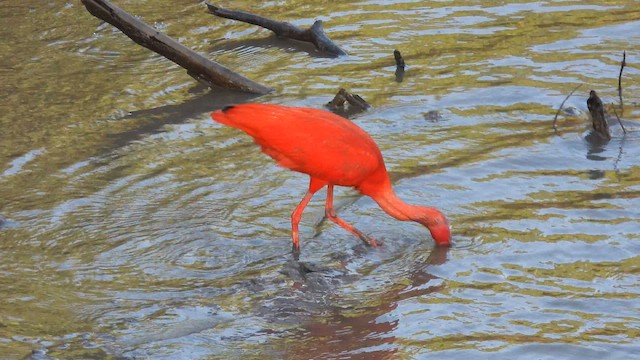 ショウジョウトキ - ML643875664