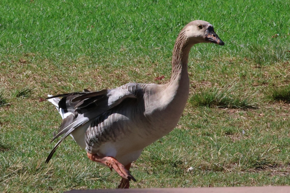 grågås x svanegås (hybrid) - ML643875666
