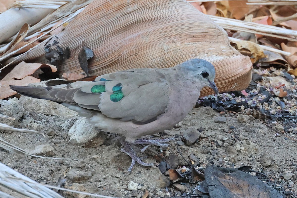 Emerald-spotted Wood-Dove - ML643875667