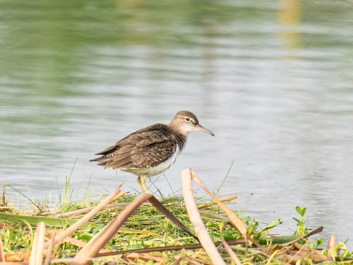 Spotted Sandpiper - ML643875673