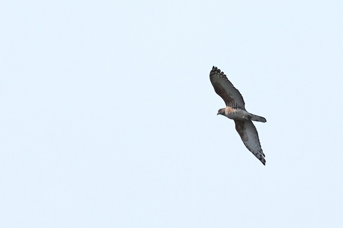 African Cuckoo-Hawk - ML643875677