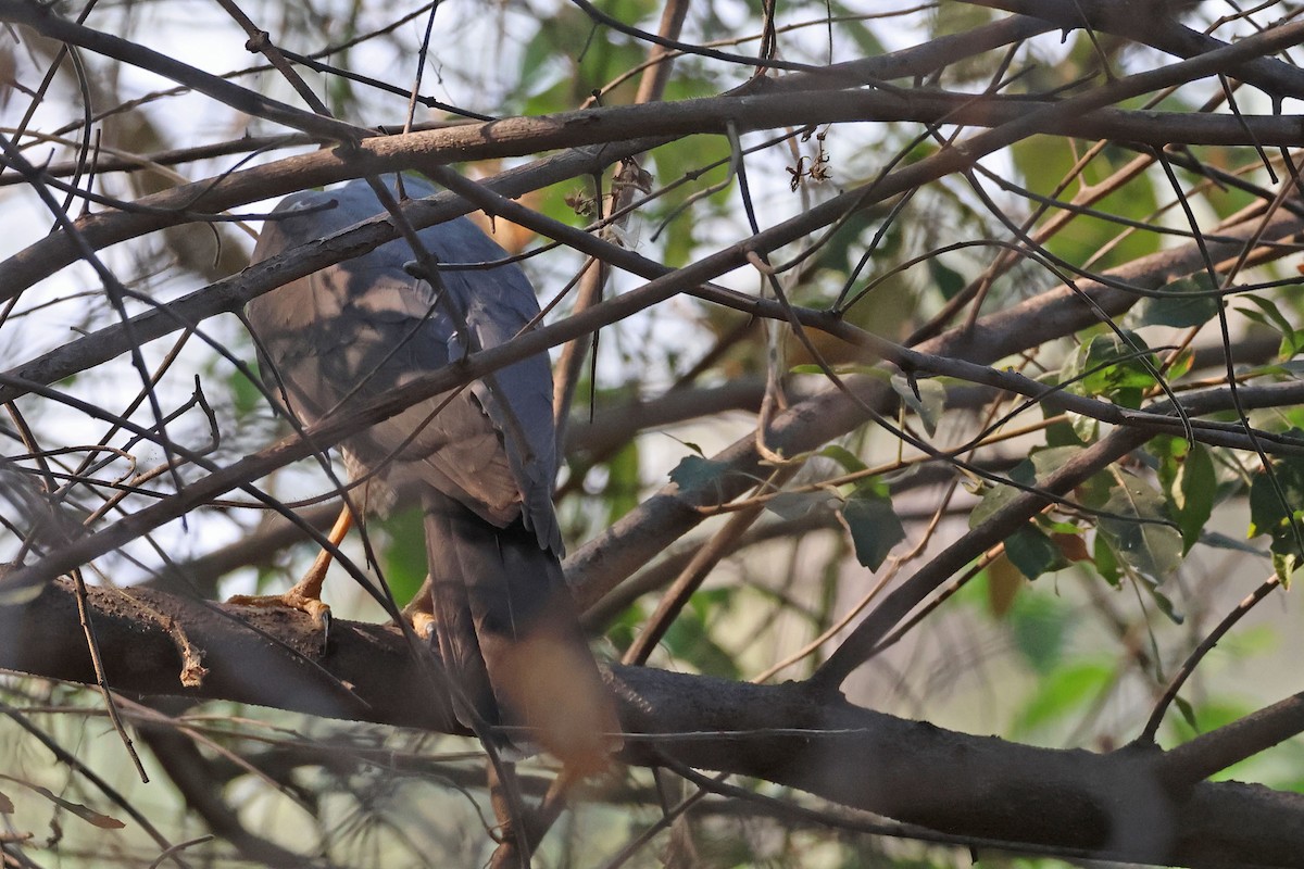 African Goshawk (Southern) - ML643875681