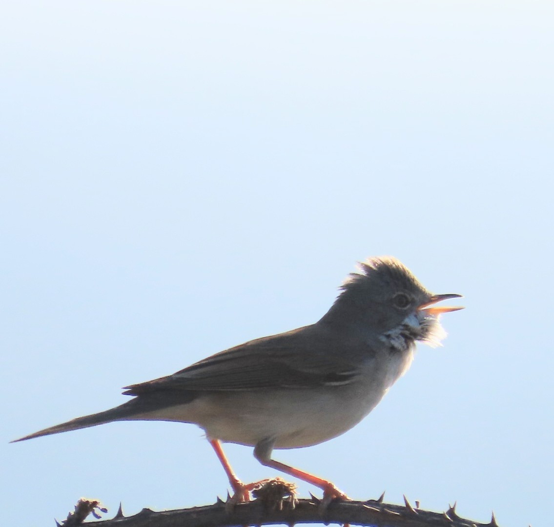 Greater Whitethroat - ML643875682