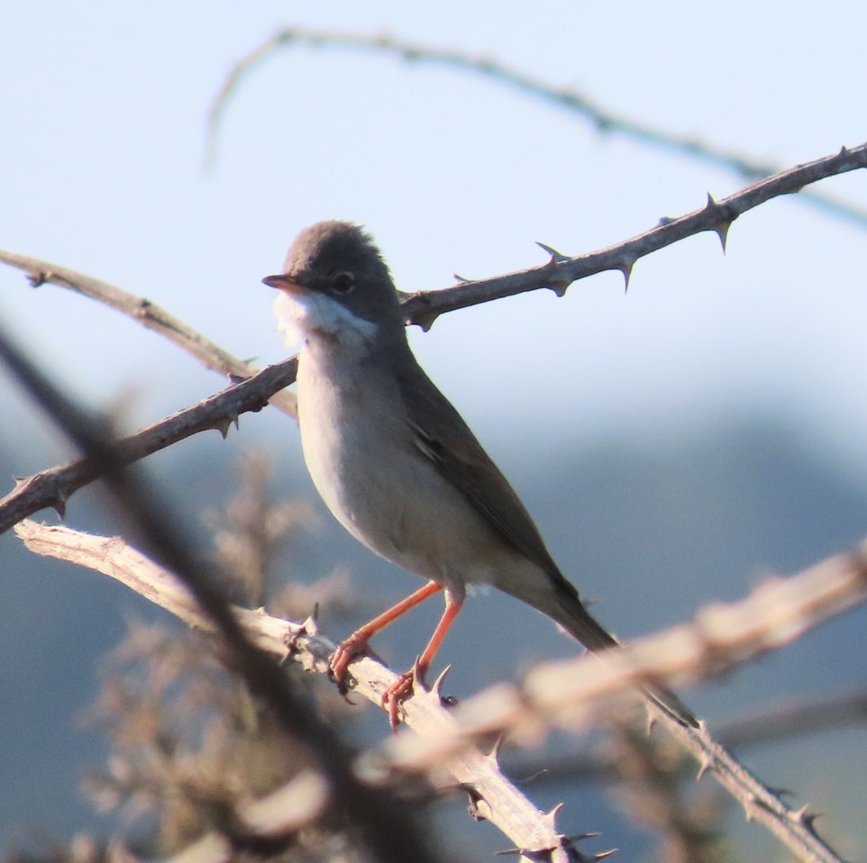 Greater Whitethroat - ML643875683