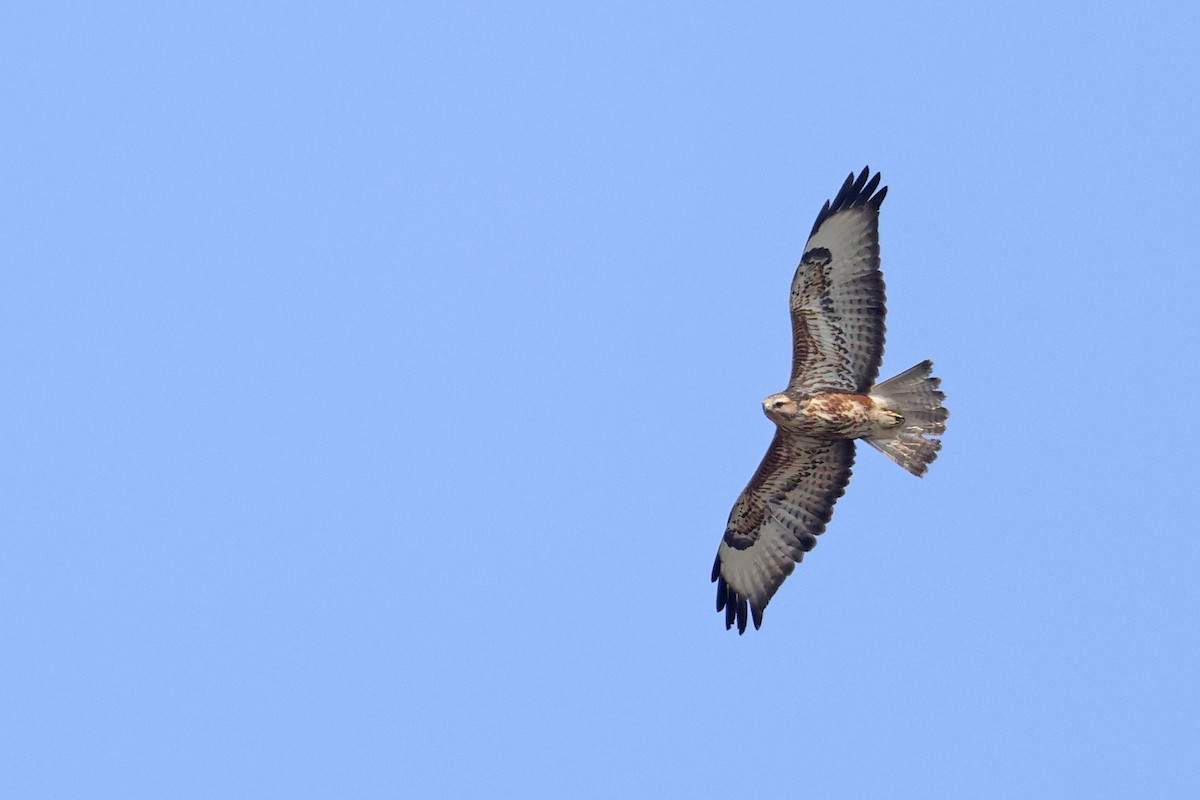 歐亞鵟(vulpinus/menetriesi) - ML643875685