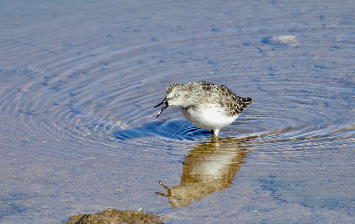 Western Sandpiper - ML643875712