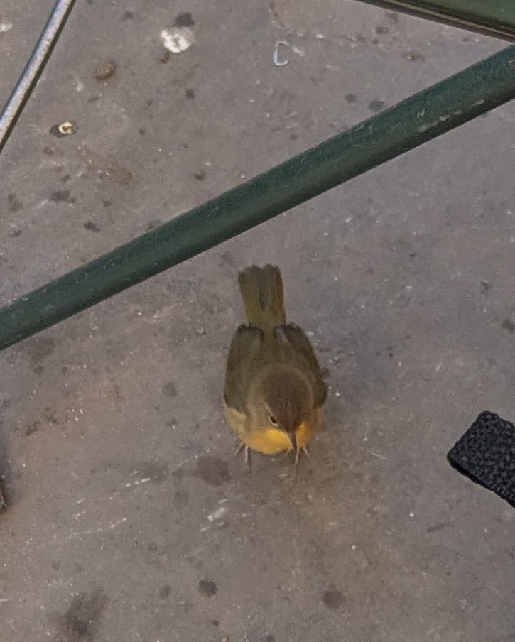 Common Yellowthroat - ML643875713