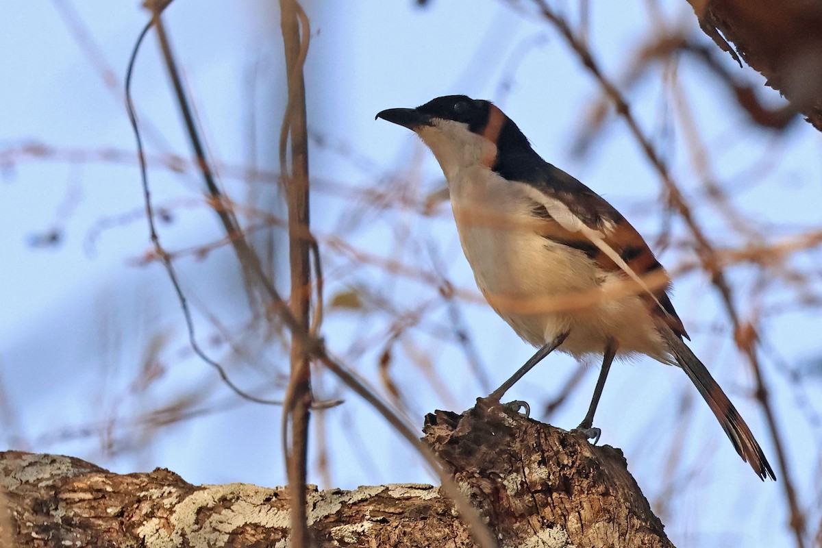 Tropical Boubou - ML643875715