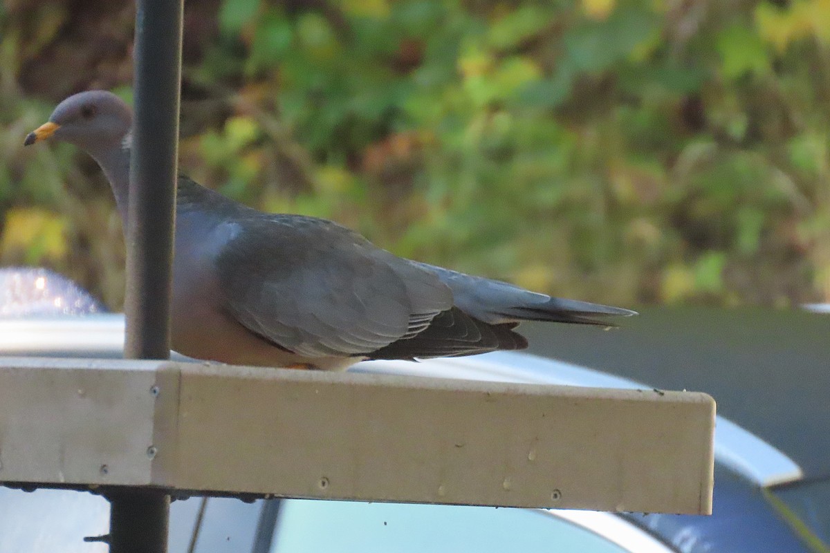 Band-tailed Pigeon - ML643875737