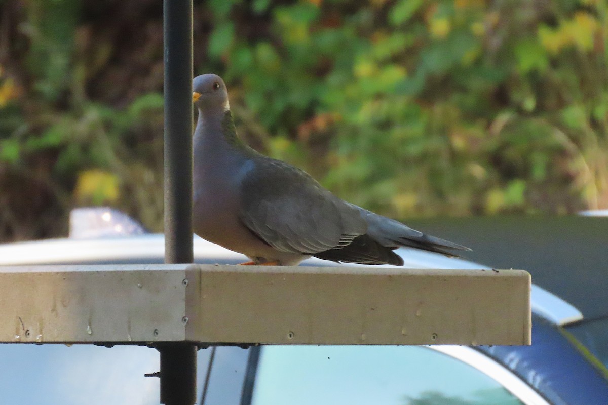 Band-tailed Pigeon - ML643875738