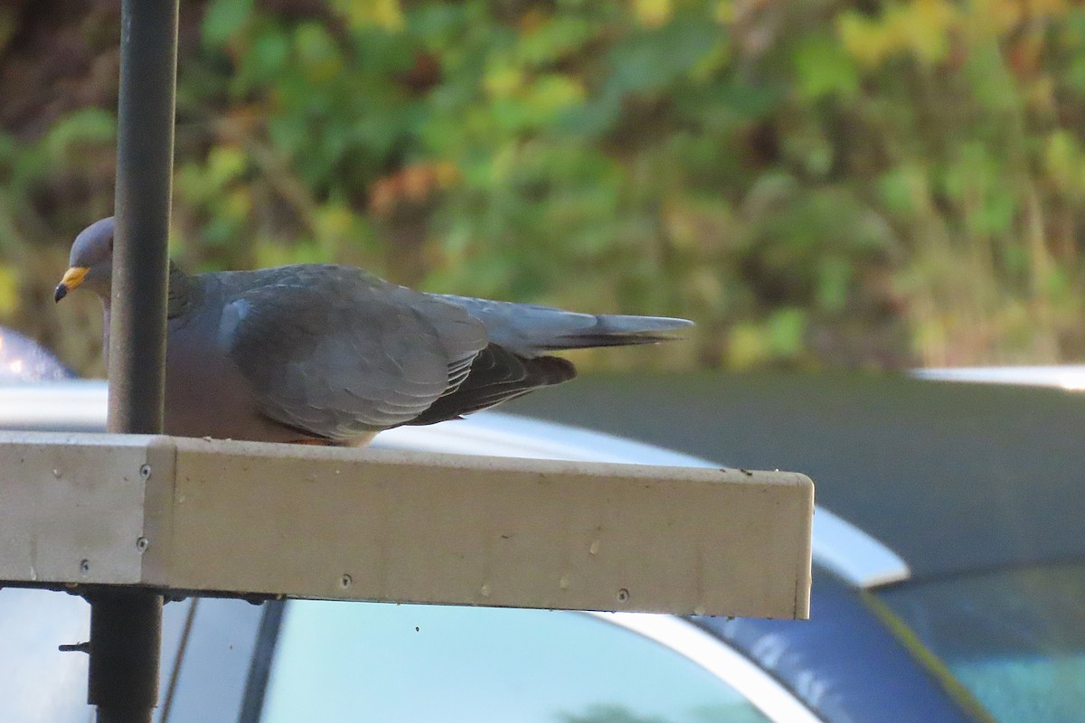 Band-tailed Pigeon - ML643875739
