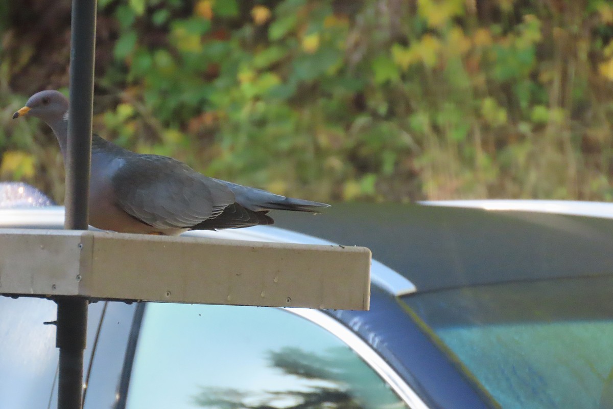 Band-tailed Pigeon - ML643875740